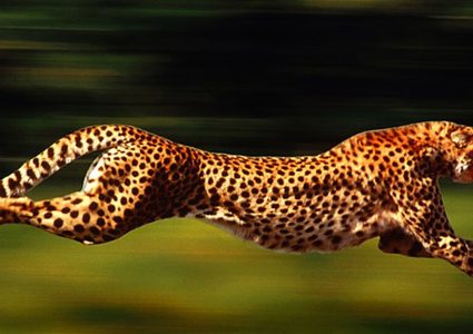 بسرعة الفهد.. تطوير أسرع روبوت في العالم