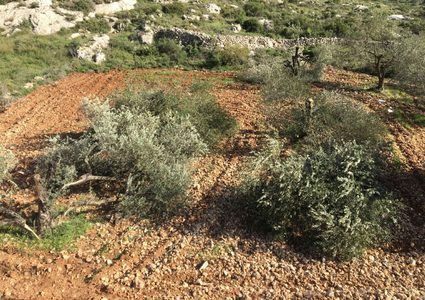 مستوطنون يقطعون أشجار زيتون شمال شرق رام الله