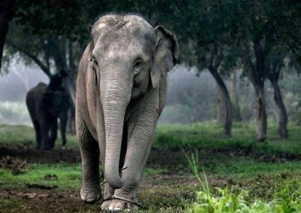 أفيال تايلاند تعود إلى موطنها الأصلي بسبب كورونا