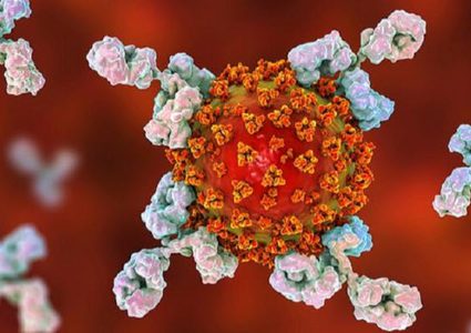 دراسة: المتعافين من كورونا يصنعون أجساما مضادة ضد المرض