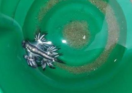 طفل يعثر على 4 تنانين زرقاء نادرة