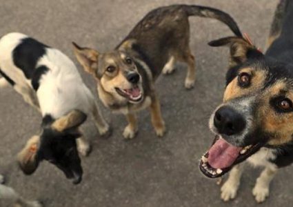 مجموعة كلاب ضالة تنهي حياة طبيبة أمريكية