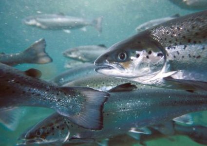 كيف تعود أسماك السلمون إلى مسقط رأسها؟