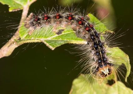 عثة الغجر الآسيوية.. آفة جديدة تهدد المحاصيل الزراعية في أمريكا