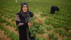 "الاقتصاد" تعلن عن منح لدعم النساء في القطاع الزراعي