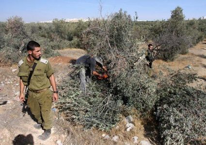 مستوطنون يقطعون عشرات أشجار الزيتون غرب بيت لحم