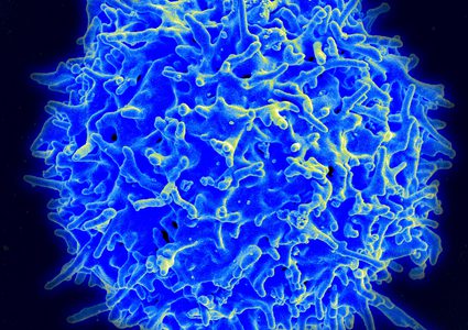 الخلايا التائية.. أمل جديد للقضاء على فيروس كورونا