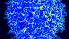 الخلايا التائية.. أمل جديد للقضاء على فيروس كورونا