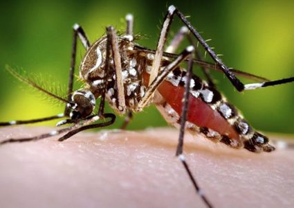 الجزائر: التحذير من حشرة خطيرة تسبب أمراض لا علاج لها