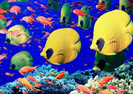 بدء ظهور علامات الاكتئاب على الأسماك في أستراليا بسبب كورونا