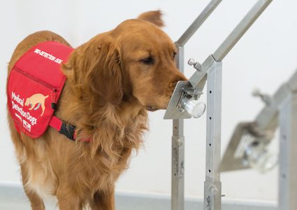 باحثون يستخدمون "الكلاب الطبية" لرصد كورونا