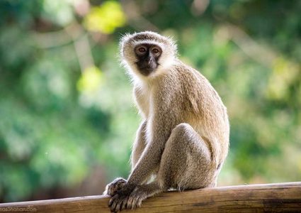 دراسة على القرود تؤكد استحالة عودة كورونا بعد الشفاء منه