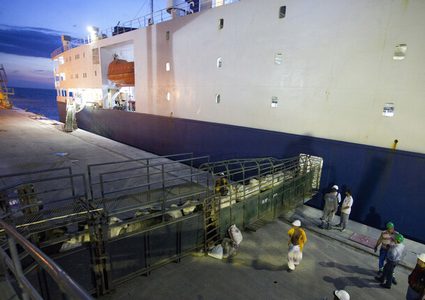 بسبب كورونا.. احتجاز سفينة كويتية لنقل الماشية قبالة أستراليا