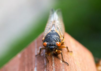 بعد كورونا.. ما هي الكارثة التي تنتظر العالم في عام الكوارث ؟
