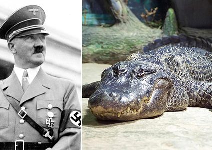نفوق تمساح هتلر الاسطوري عن عمر 84 عاما