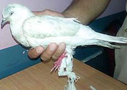 الهند.. القبض على طائر بتهمة التجسس لصالح باكستان