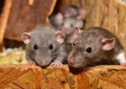 كورونا يزيد عدائية الفئران تجاه البشر لهذا السبب