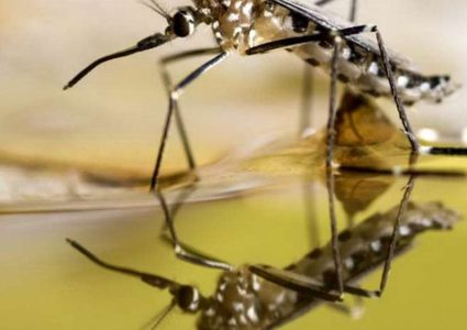 دراسة: كورونا يزيد فرص تكاثر الحشرات الضارة