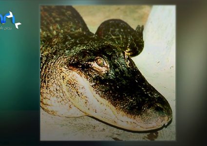 ساتورن .. تمساح هتلر الاسطوري الذي نجا من الويلات وحير العلماء