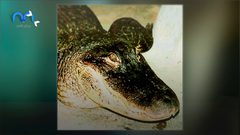 ساتورن .. تمساح هتلر الاسطوري الذي نجا من الويلات وحير العلماء