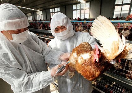 عالم يحذر من خطر "أوبئة الدجاج" القادمة على البشرية