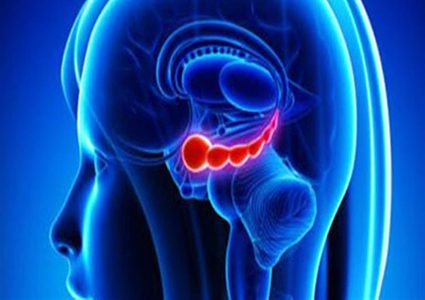 ​​​​​​علماء: قرن آمون هو مكمن الإجهاد في الدماغ البشري