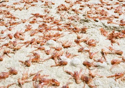 جراد البحر يحول لون شواطئ نيوزلندا إلى الأحمر الزاهي