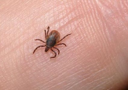 لعاب القراد.. أمل جديد لعلاج فيروس كوفيد-19