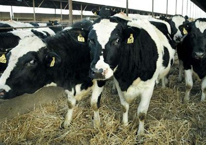 بريطانيا.. قطيع أبقار يهاجم ويفتك بحياة عجوز مسن