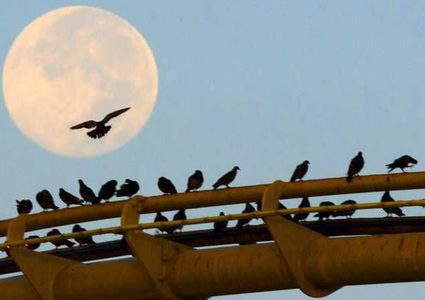 ترامب يهدد حياة مليارات الطيور في الولايات المتحدة