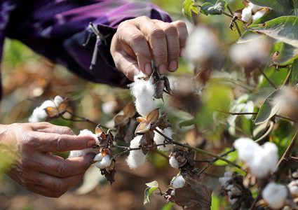صادرات مصر من القطن تتراجع بأكثر من 9.5%