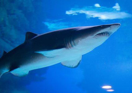 مصرع رجل أسترالي بين فكي سمكة قرش عملاقة