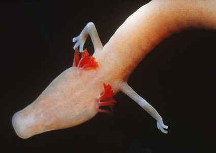 السمندل الكهفي.. التنين الغامض الذي يأكل مرة واحدة كل عقد