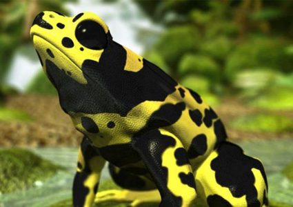 "الضفادع القاتلة".. مأساة جديدة تنتظر أميركا بعد كورونا والدبابير