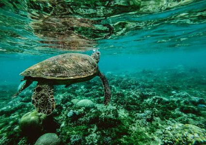 اليوم العالمي للمحيطات