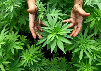 jوقيف 3 تجار مخدرات وضبط أشتال "بانجو"