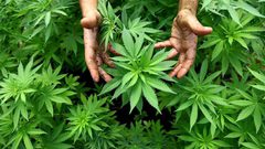 jوقيف 3 تجار مخدرات وضبط أشتال "بانجو"