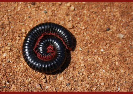 العثور على حفريات أقدم حشرة في العالم