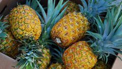 بولندا.. إحباط عملية تهريب براميل الأناناس المليئة بالمخدرات !