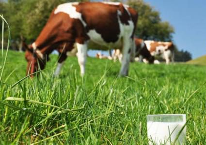 لماذا يجب منع كبار السن من تناول الحليب البقري ومشتقاته ؟