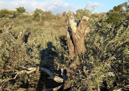 مستوطنون يقتلعون الأشجار في نابلس وسلفيت