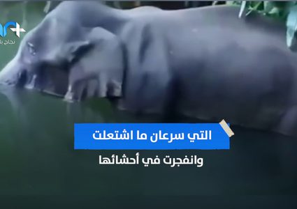 أنثى الفيل التي أحزنت العالم .. فما هي قصتها؟