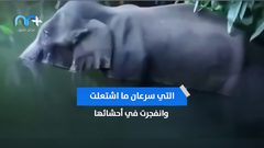 أنثى الفيل التي أحزنت العالم .. فما هي قصتها؟