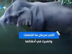 أنثى الفيل التي أحزنت العالم .. فما هي قصتها؟