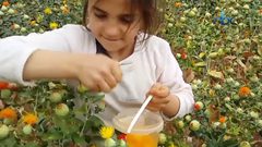 العصفر .. أحد بدائل النفط المحتملة