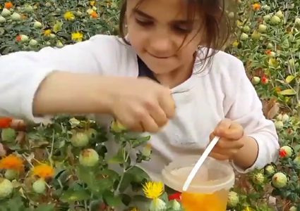 العصفر .. أحد بدائل النفط المحتملة