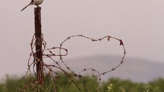 الأغوار... آية الجمال وجنة الخير والطير والزهر وسلة الغذاء وكرامة فلسطين.