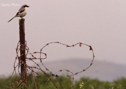 الأغوار... آية الجمال وجنة الخير والطير والزهر وسلة الغذاء وكرامة فلسطين.