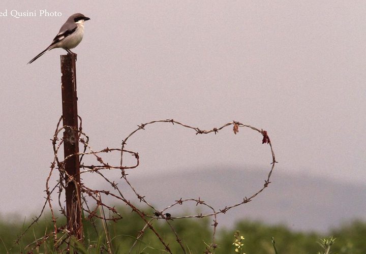 الأغوار... آية الجمال وجنة الخير والطير والزهر وسلة الغذاء وكرامة فلسطين.