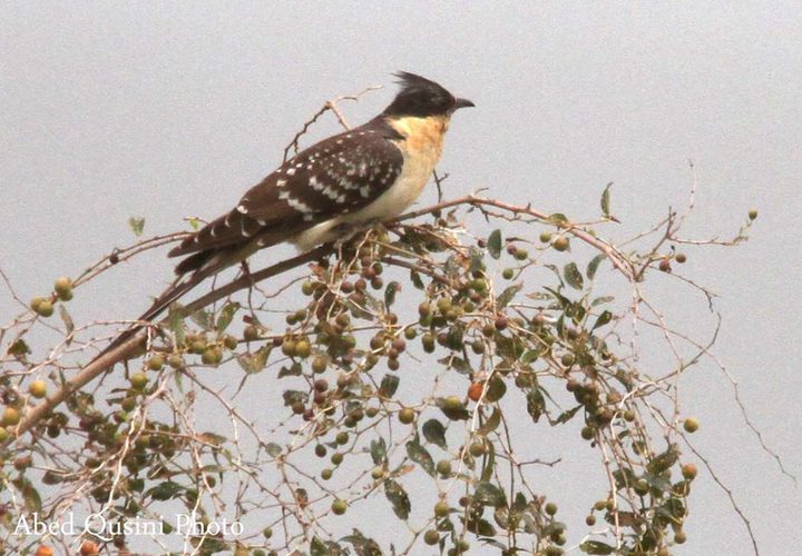 الأغوار... آية الجمال وجنة الخير والطير والزهر وسلة الغذاء وكرامة فلسطين.